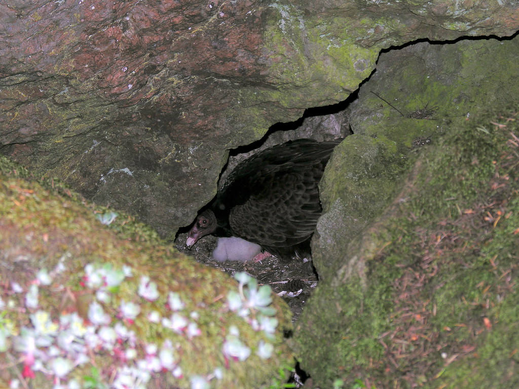 Turkey Vulture nest 2 642008 104727 AM 3264x2448 Flickr