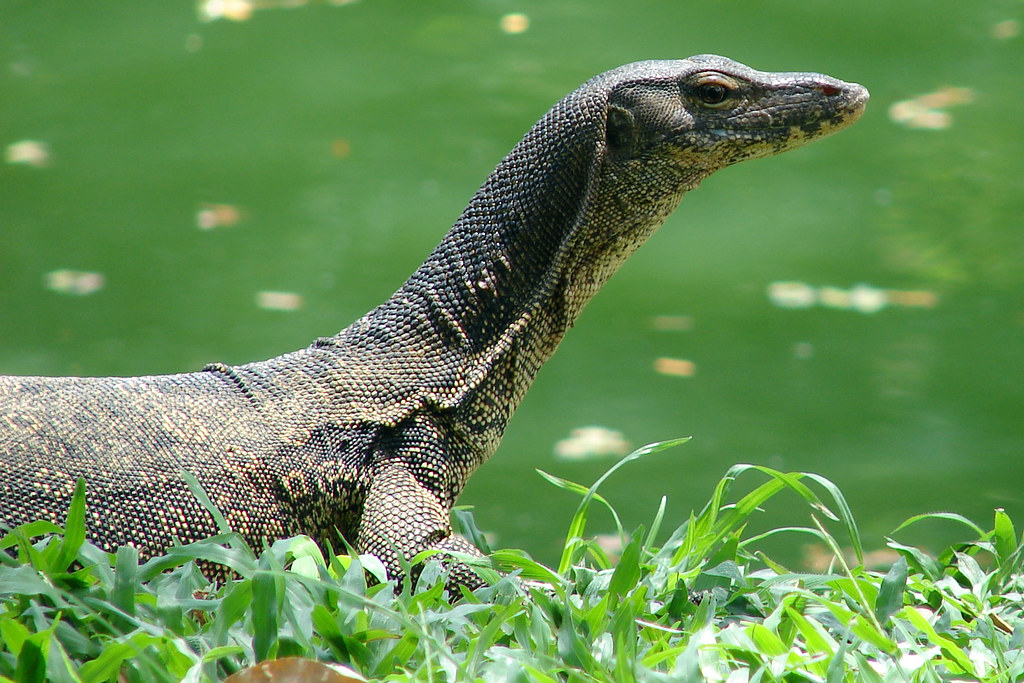 A Curious Water Monitor A water monitor (Varanus salvator)… Flickr