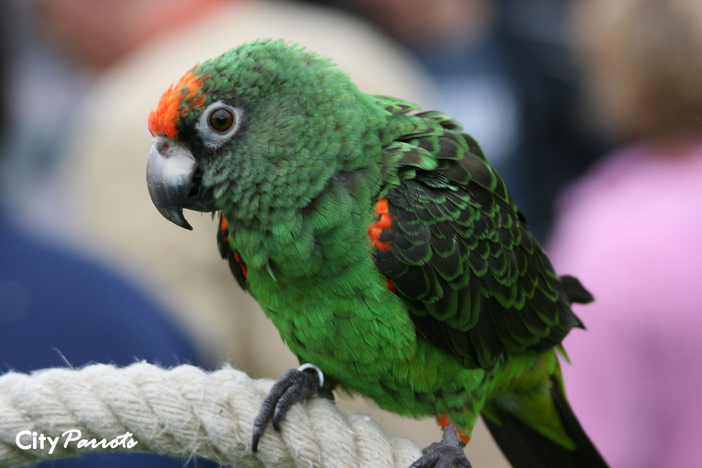 Jardine's Parrot (Poicephalus gulielmi) Learn about parrot… Flickr