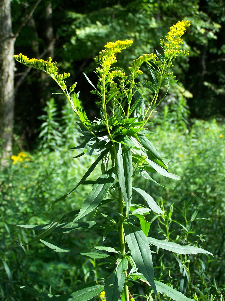 Goldenrod Mutation Some of the Goldenrod this year is very… Flickr