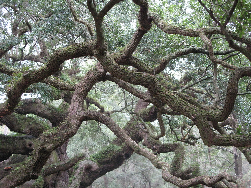 Angel Oak This live oak tree is more than 1400 years old! Lana L