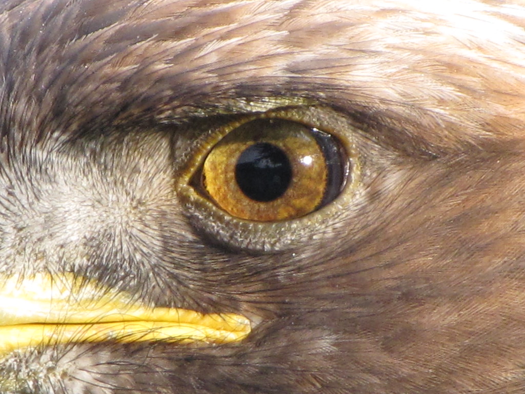 Eagle Eye Sierra, a golden eagle who lives at the San Fran… Flickr