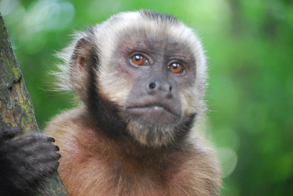 Capuchin Monkey closeup Monkey Island ("Isla de los Monos"… Flickr