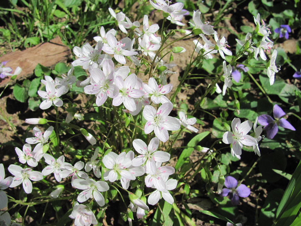 Wildflowers Valley Park, MO_IMG_0704 WampaOne Flickr