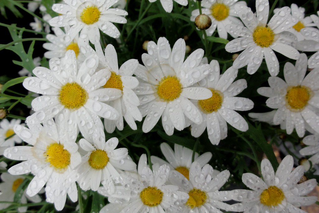 DSC00241 Flowers at Mayfield Nurseries, 5 Andrew Yool Flickr