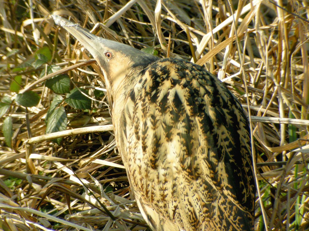 Bittern, Beeston Common (Norfolk), 16Feb08 More of the s… Dave