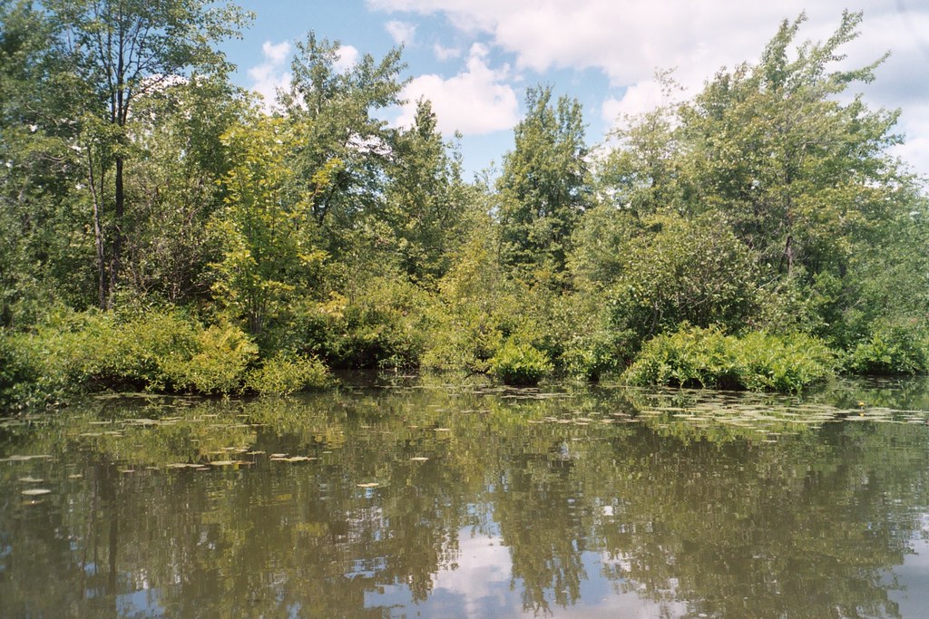 Cayuta Lake from canoe, July 2003 a59rambler Flickr