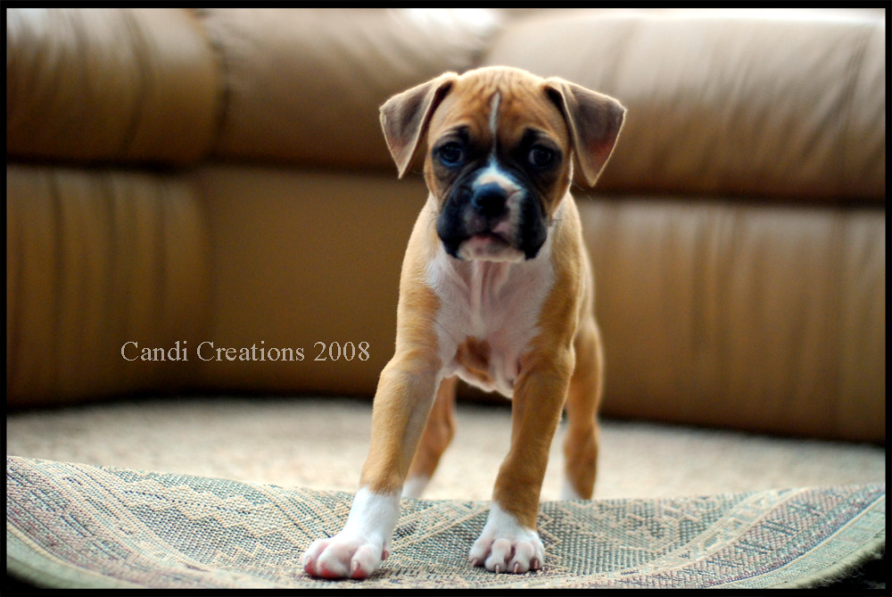 Boxer Puppy 7 week old female boxer! ewwies Flickr