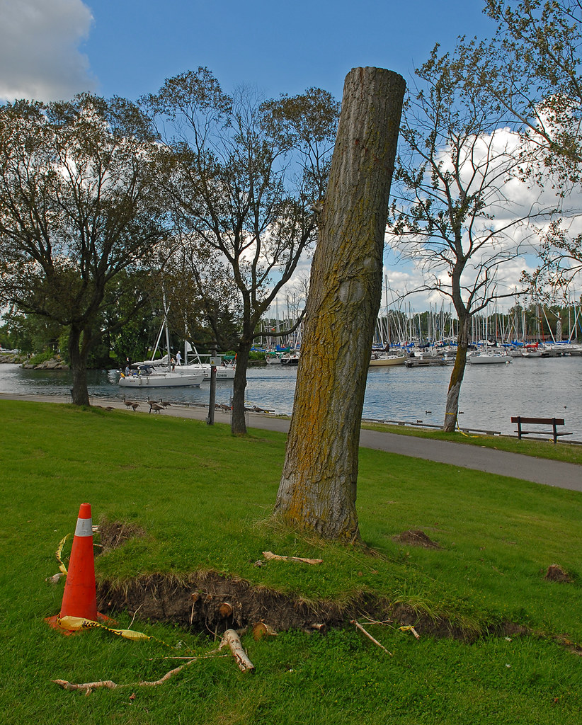 Woodbine Beach Uprooted Tree Woodbine Beach Uprooted Tree Flickr