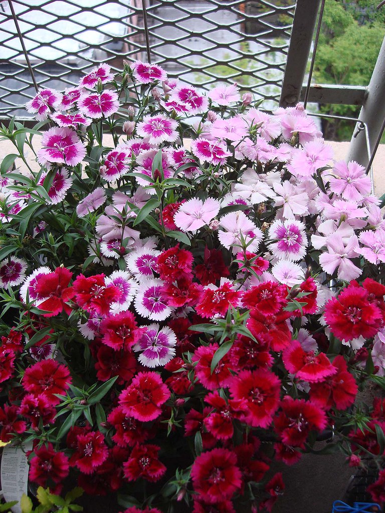 Dianthus such a cheerful pot of flowers! PV Flickr