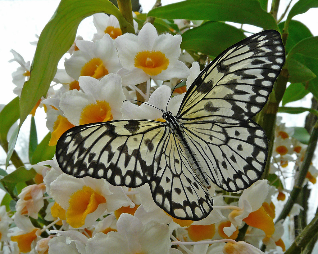 AKA Paper Kite Butterfly and Orchids Calgary Zoo Nancy Chow Flickr