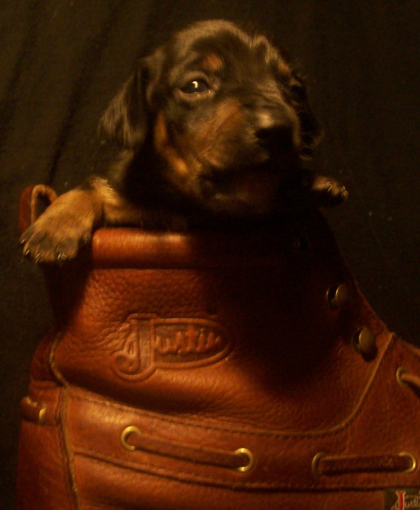 toy rat doxie puppy in a boot blueeyed_texasangel10 Flickr