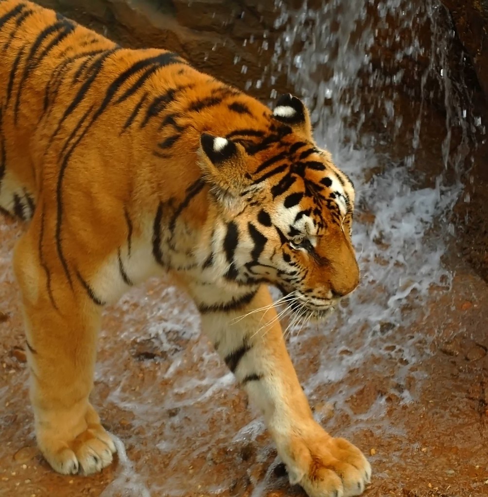 CHECK OUT THE SIZE OF THOSE TIGER PAWS This tiger has some… Flickr