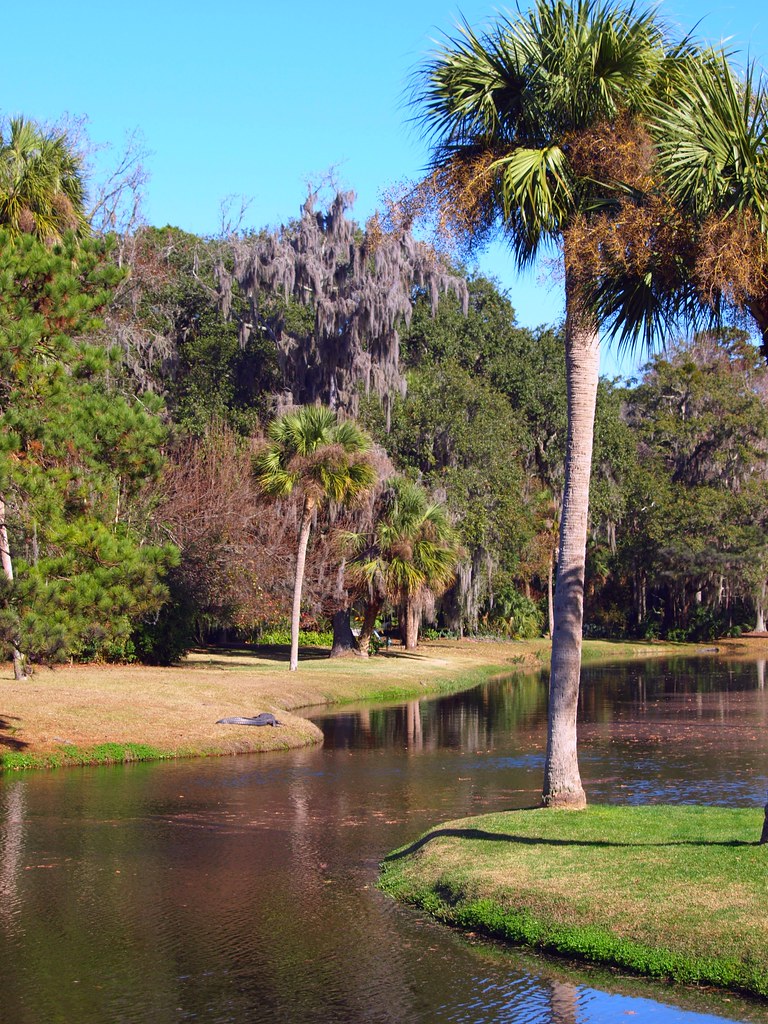 HILTON HEAD ISLAND, SOUTH CAROLINA* The alligator in the d… Flickr