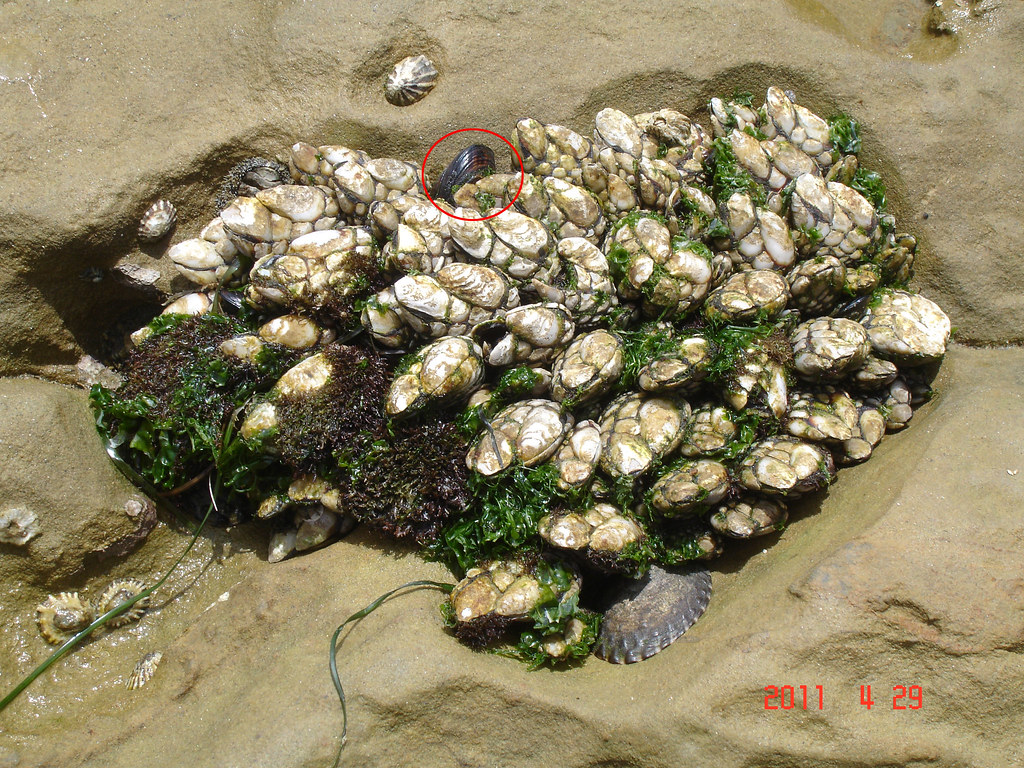 California Mussel Scientific name (Mytilus californianus)… Flickr