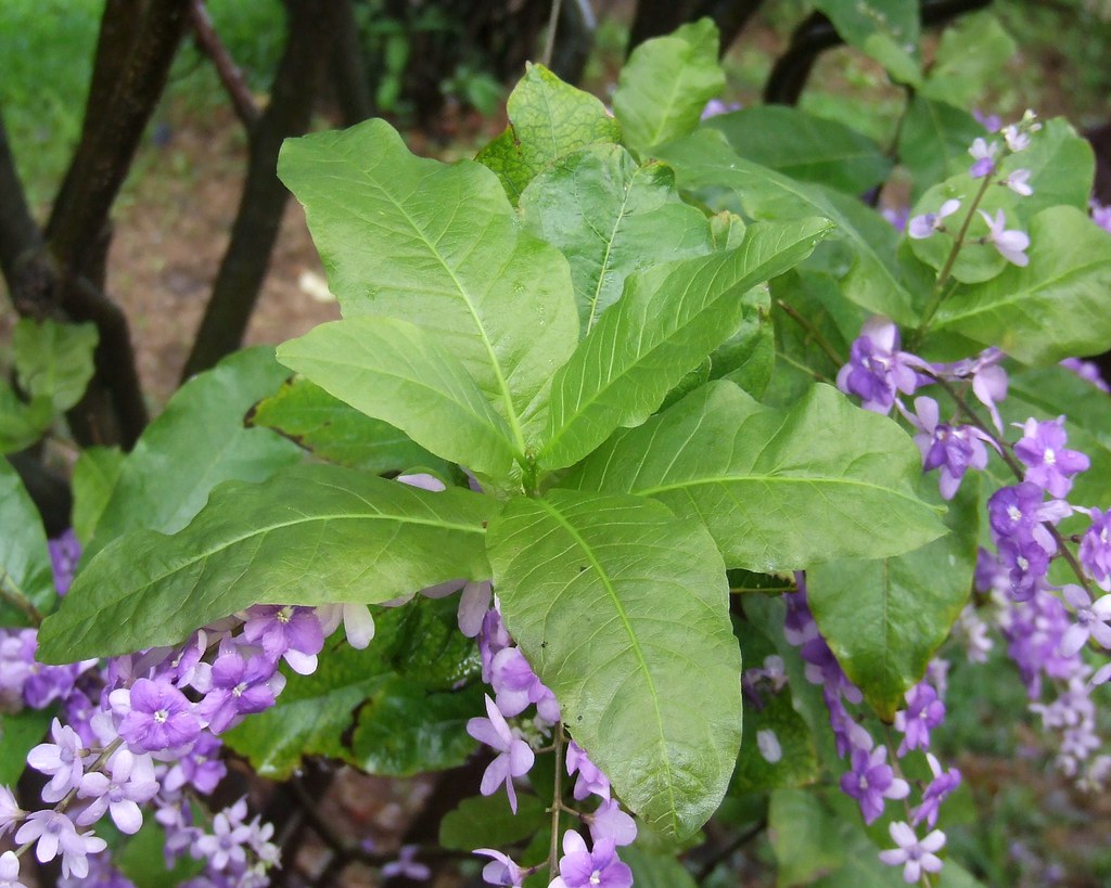 Sandpaper vine young leaves Petrea volubilis Verbenaceae 2… Flickr