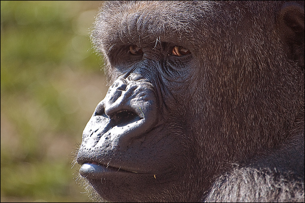 Gorilla's Eyes Close up of one of the gorillas at Belfast … Flickr