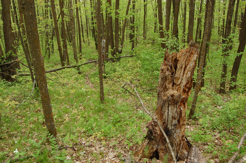 Maplebasswood stand near Grand Rapids MN Eli Sagor Flickr