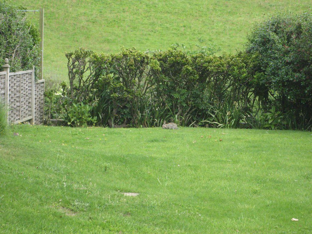 baby bunny bouncing around the lawns of the eype house tea… Flickr