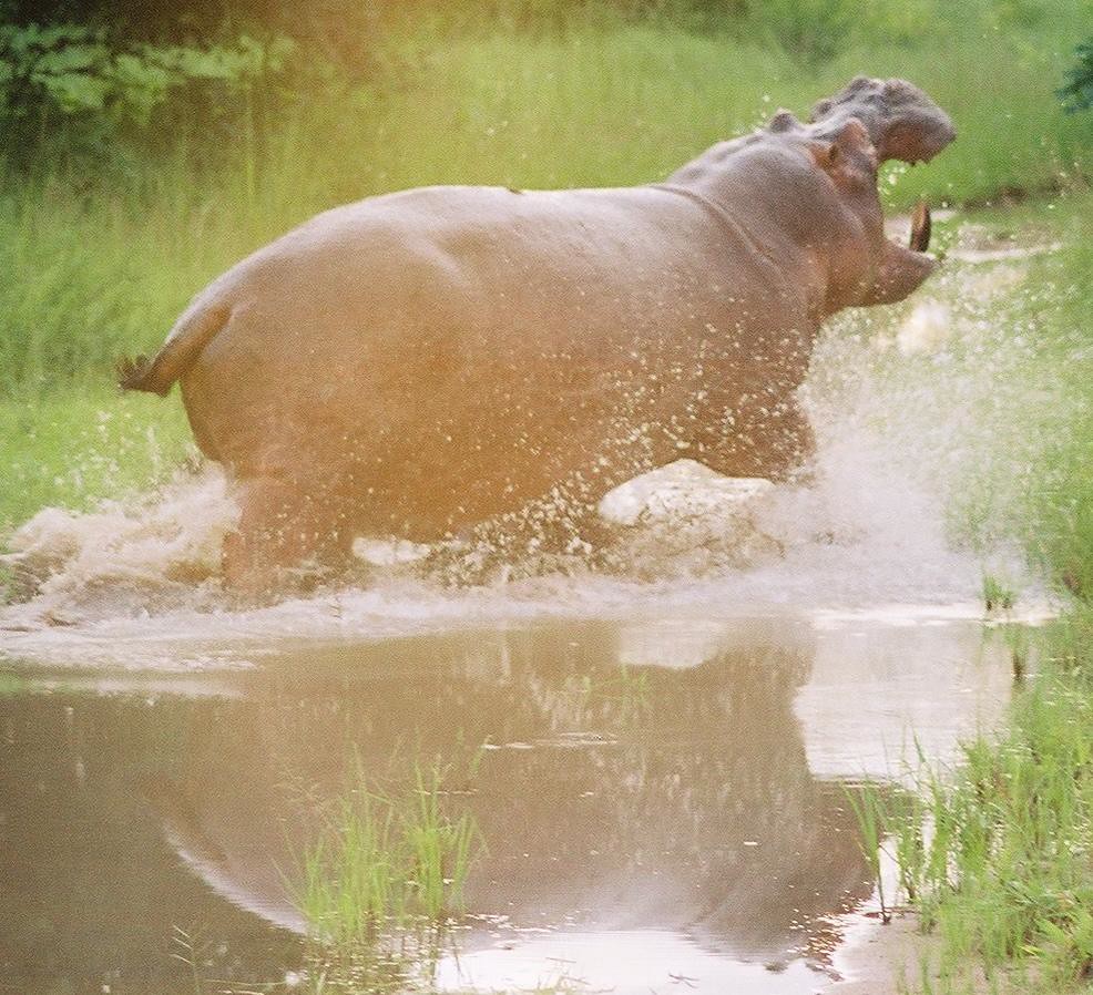 Hippo (running in water, mouth open) South Luangwe Ntl.Par… Flickr