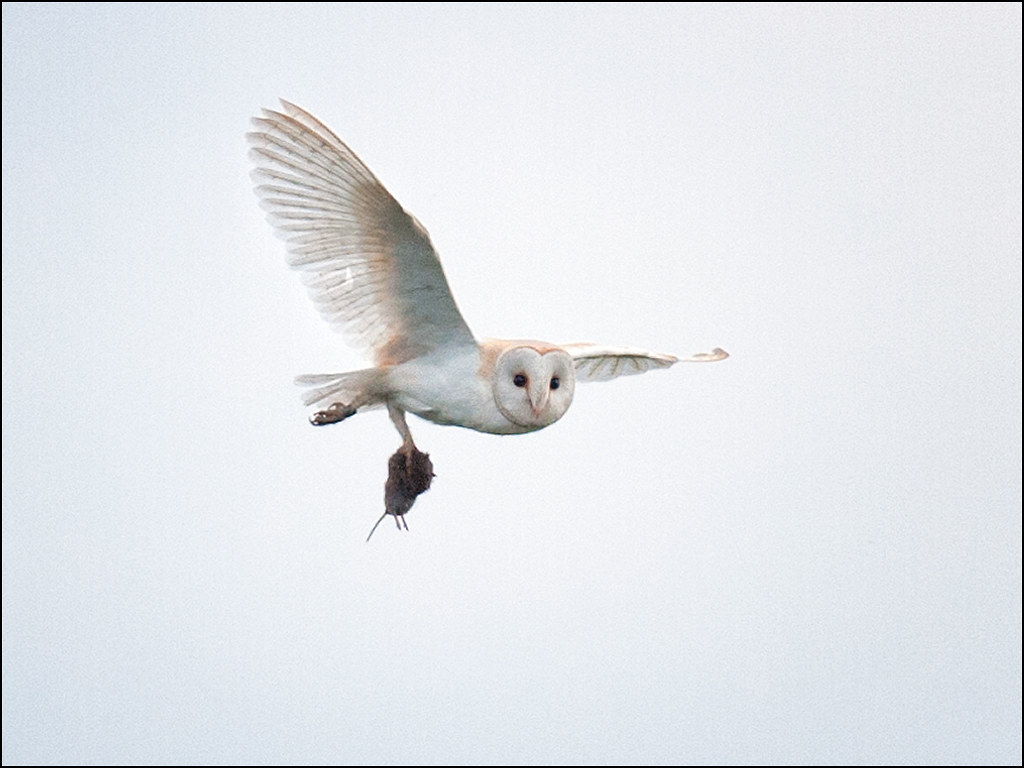 Barn owl with prey Barn owl returning to the nest with pre… Flickr