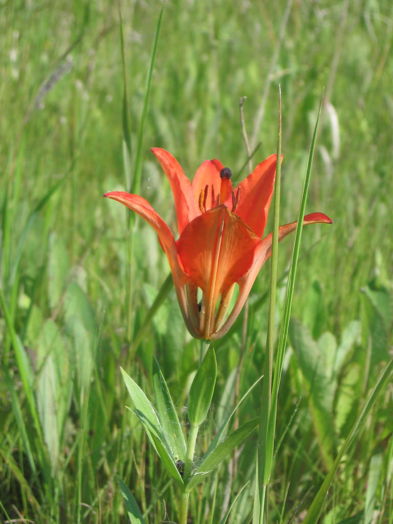 Saskatchewan Prairie Lily The provincial flower in Saskatc… Flickr