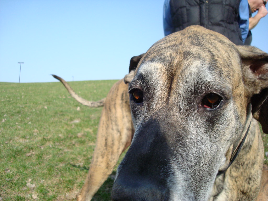 DSC04825 Tiger Lily Airport Dog Park Minneapolis, MN usa A… Flickr