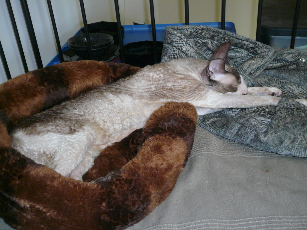 Quails Nest Magic Dust BlueEyed Pointed & White Cornish R… Flickr