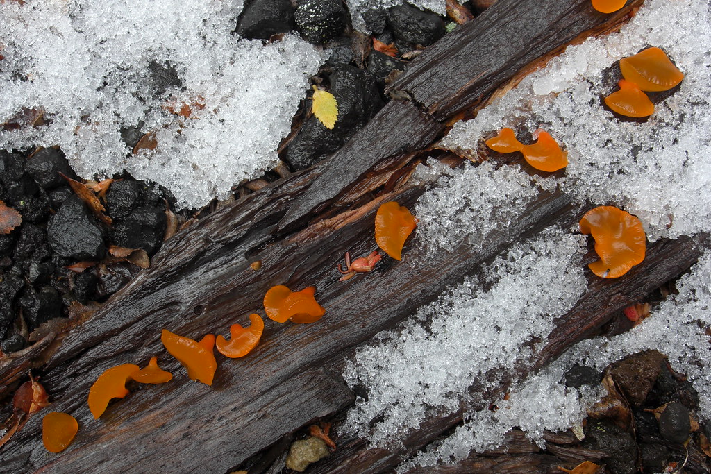 Orange Jelly Drops Heterotextus sp. 20081221.17 Parque Nac… Flickr