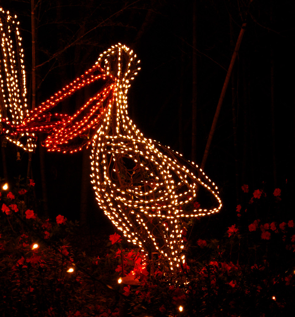 Pelican in Christmas Lights Christmas lights at Bellingrat… Flickr