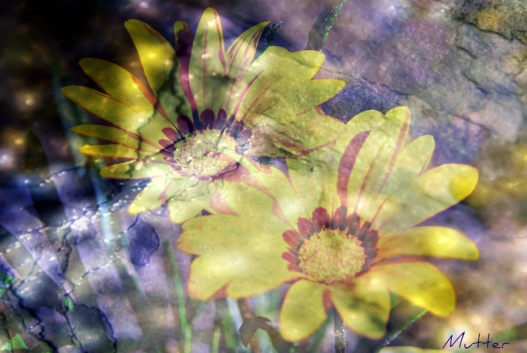 GAZANIA TEXTURED Thank you texam11(Cheryl) for the lovely … Flickr