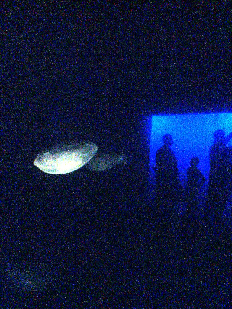 Medusa nyc aquarium Alejandra Barahona Flickr