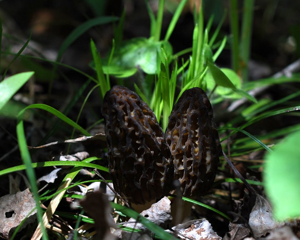 black morels a pair of black morels from delta county, MI.… Flickr