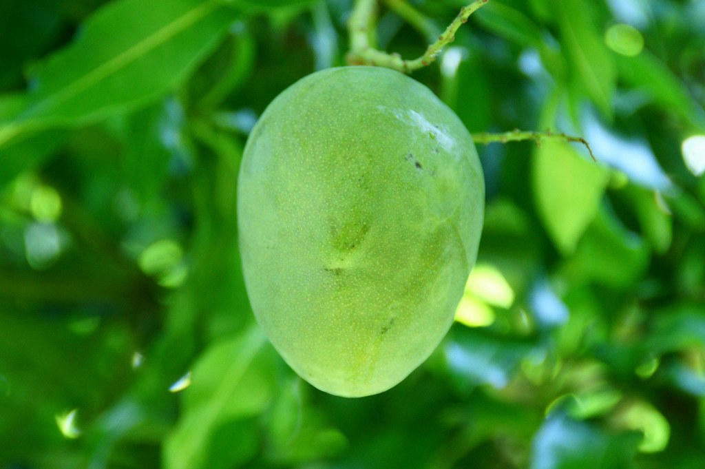 Food and Fruit Trees of Jamaica Some really great food and… Flickr