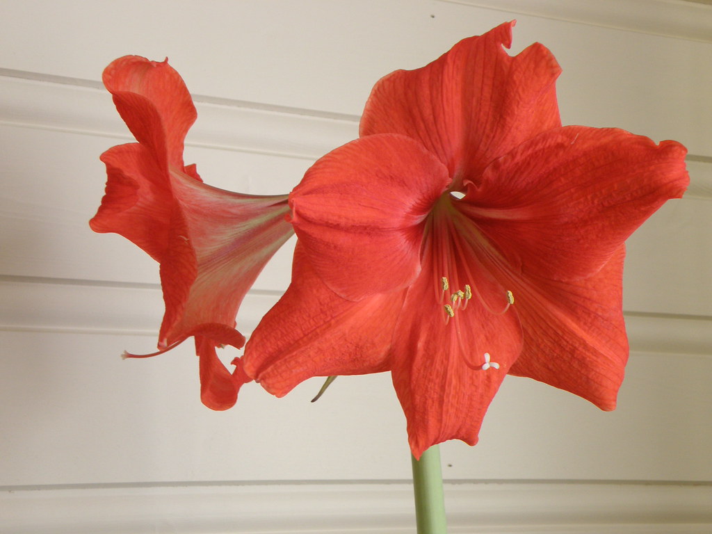 My Christmas flowers From a bulb it turned in to flowers j… Flickr