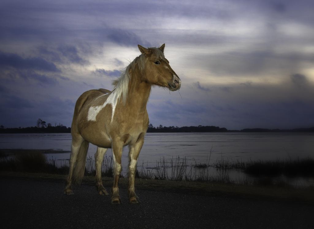 Wild Horse at Sunset Chincoteague Island, VA According t… Flickr