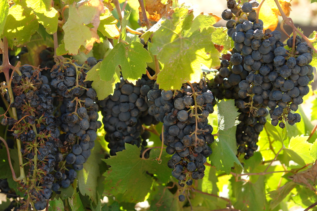 Red Wine Grapes, South Australia Red Grapes Alex Proimos Flickr