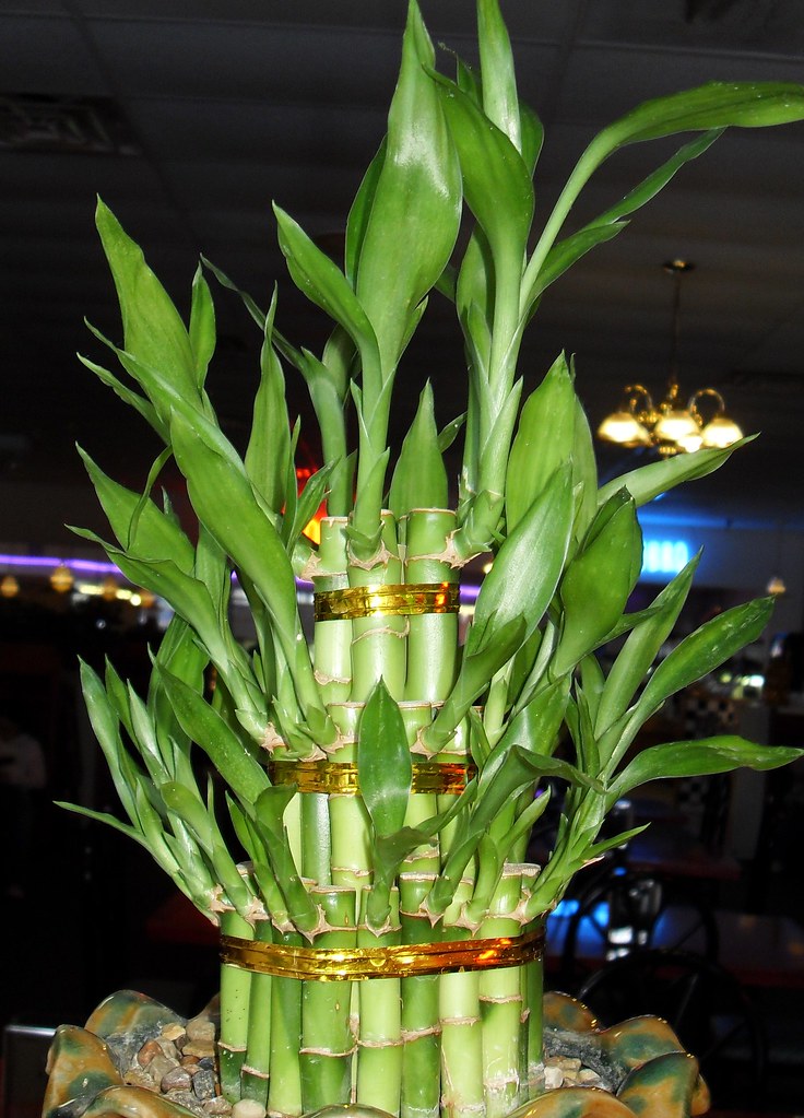 Chinese Bamboo Plant (enlarge photo) a photo on Flickriver