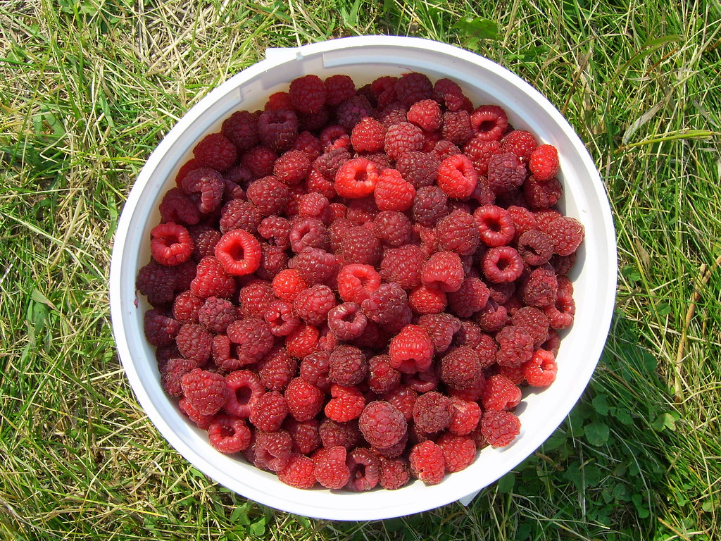 Sweet Raspberries saskaberry, ranch, saskatoon, olds, rasp… albertahomegardening Flickr