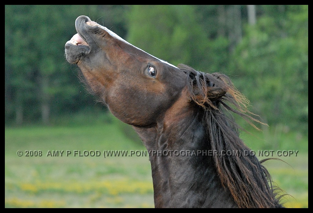 Flehmen In the wild, horses will curl their upper lips bac… Flickr