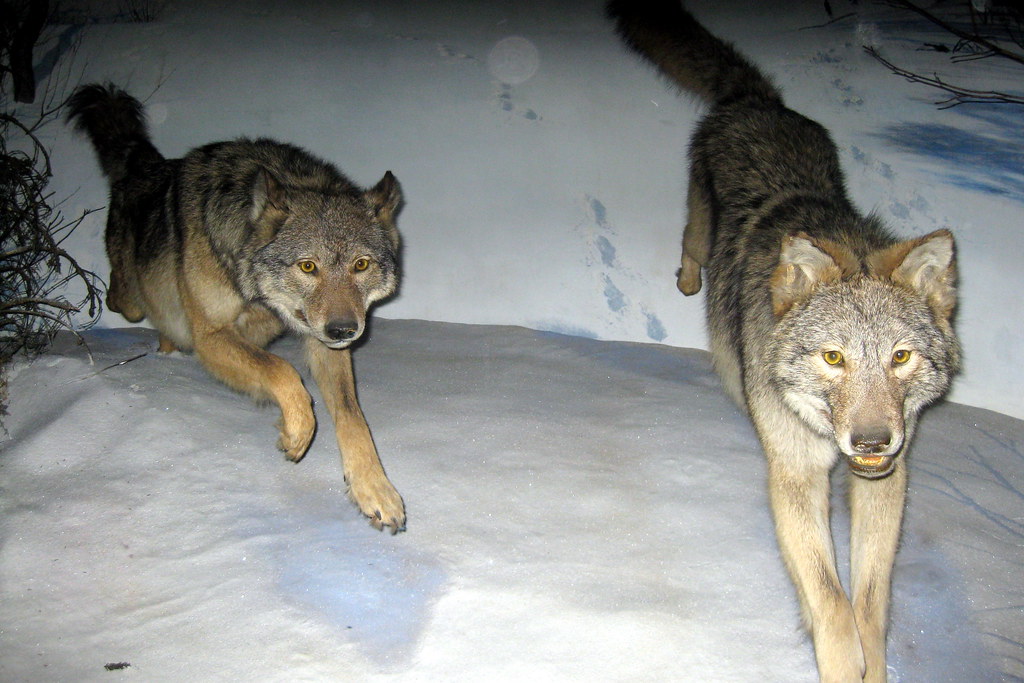NYC AMNH Hall of North American Mammals Wolf a photo on Flickriver