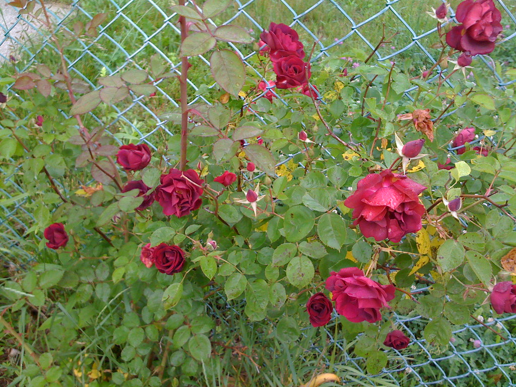 Our rosebush Located by the fence between our front & back… Flickr