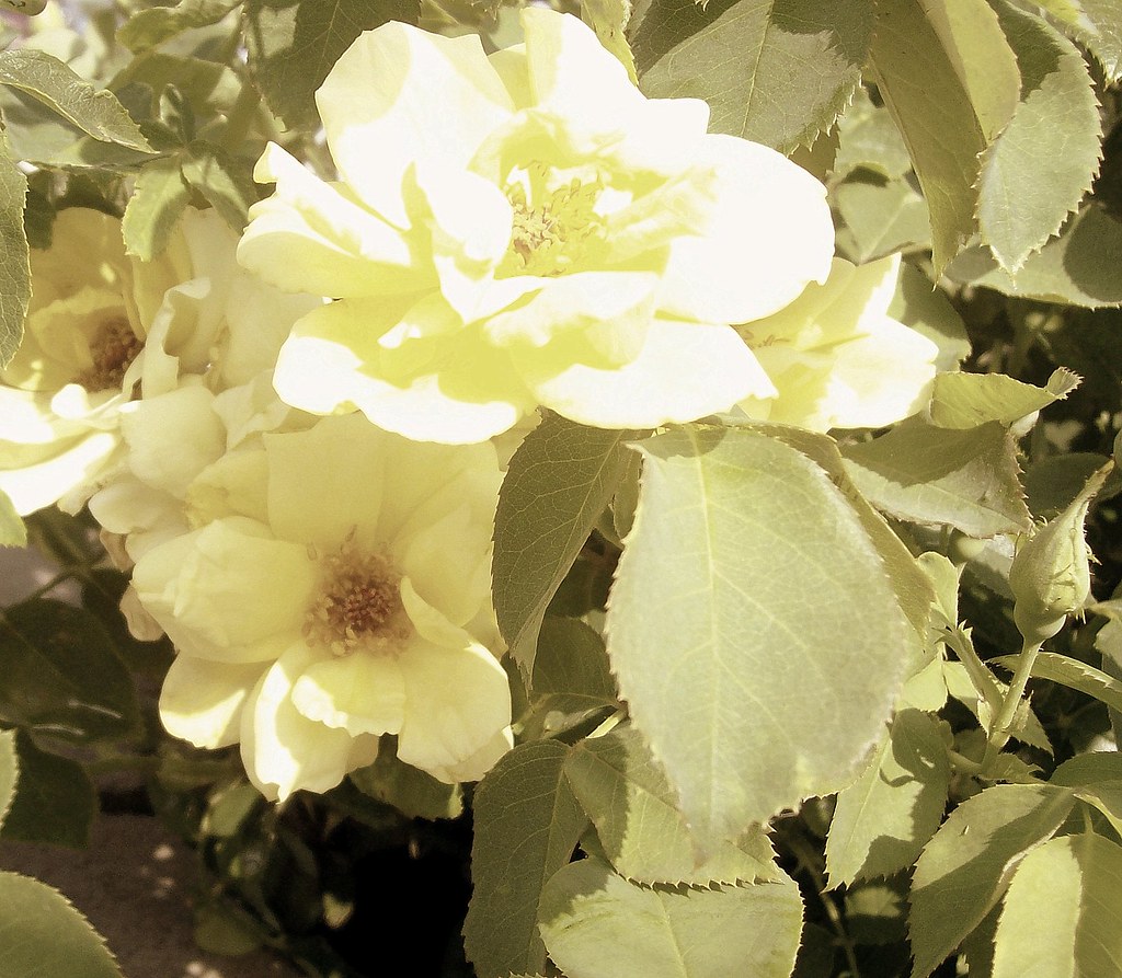 yellow rose turned sepia june 2011 soft happiness friggy_30 Flickr