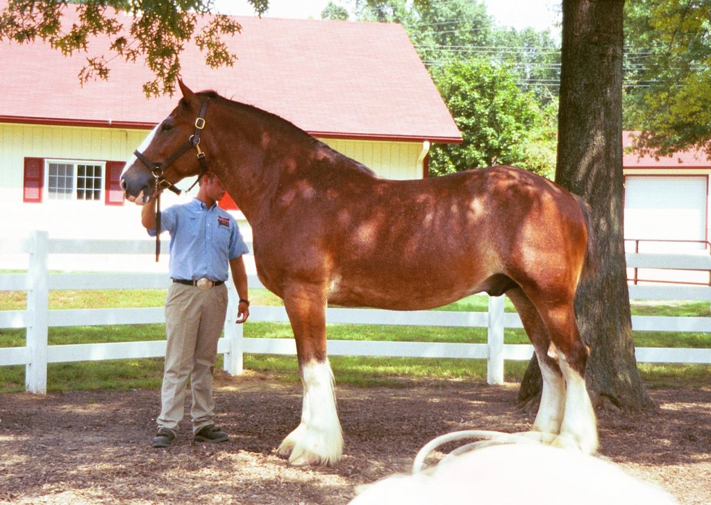 Grants Farm St Louis Clydesdale being shown at Grants Farm… Jack Flickr