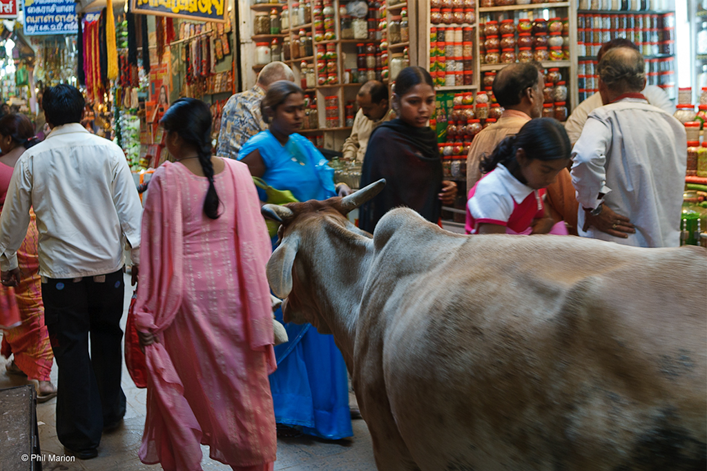 cow shops in crowded market Varanasi, India Phil Marion (214