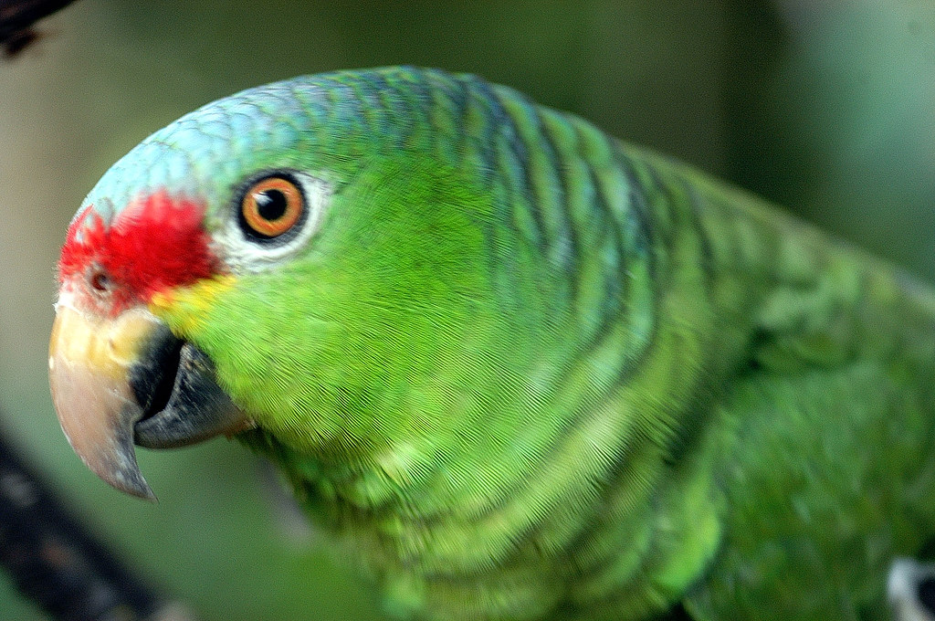 Costa Rican Parrot Green parrot from Costa Rica El Paraiso
