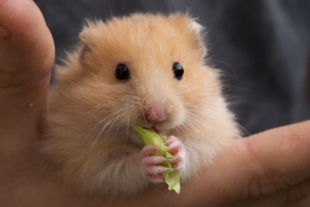 Eating Hamster Bart, the golden hamster is eating green sa… Flickr