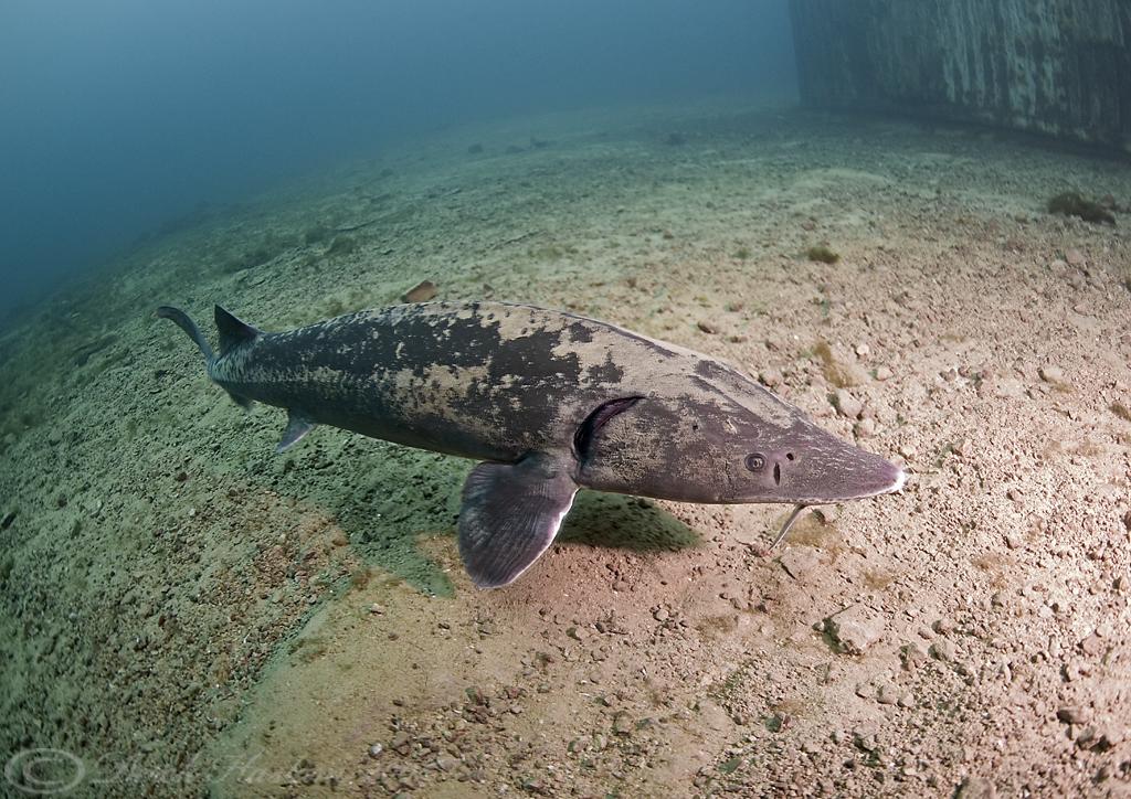 Sturgeon. Acipenser sturio. Blue water. 20m vis. Water tem… Flickr