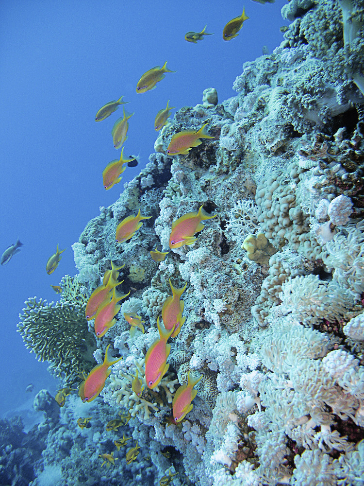 Mer rouge 35 ollografik Flickr