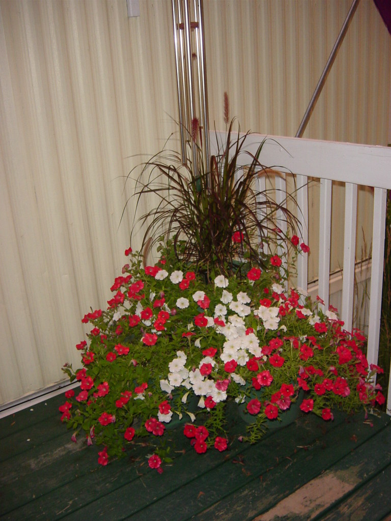 Flowers on the deck 073108 Shadowgwm Flickr